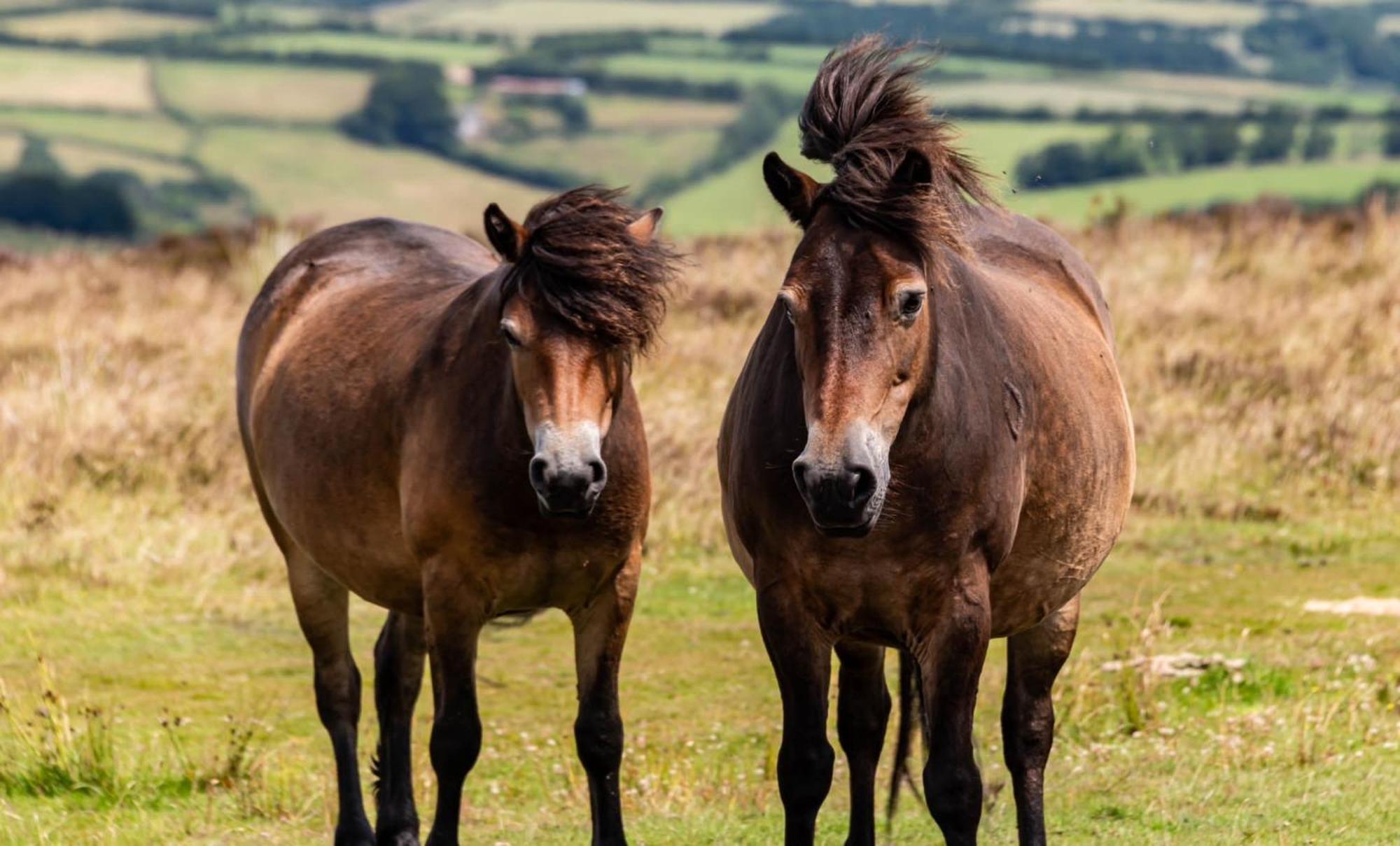 The Hayloft, Exmoor Bed and Breakfast Withypool Esterno foto